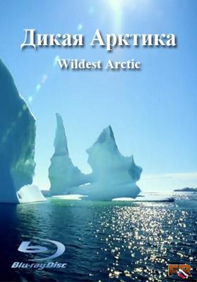 Animal Planet: Дикая Арктика / Animal Planet: Wildest Arctic (None) смотреть онлайн бесплатно в отличном качестве