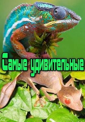 Самые удивительные / Most Outrageous. Odd Looking Pets (None) смотреть онлайн бесплатно в отличном качестве