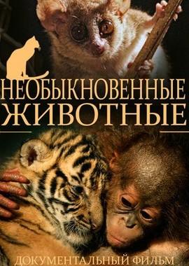 Необыкновенные животные (Extraordinary Animals) 2008 года смотреть онлайн бесплатно в отличном качестве. Постер