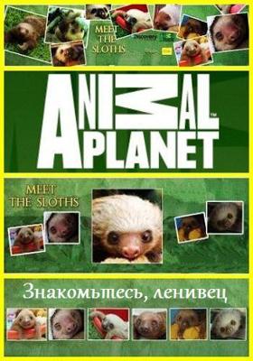 Знакомство с ленивцами / Meet the Sloths (None) смотреть онлайн бесплатно в отличном качестве