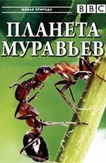 BBC: Планета муравьёв - Взгляд изнутри / Planet Ant: Life Inside the Colony (None) смотреть онлайн бесплатно в отличном качестве