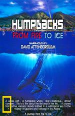 Горбатые киты. Из огня в лёд / Humpbacks. From Fire to Ice (2008) смотреть онлайн бесплатно в отличном качестве