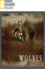 Animal Planet: Эфиопский волк (Animal Planet: The Ethiopian Wolf) 2007 года смотреть онлайн бесплатно в отличном качестве. Постер