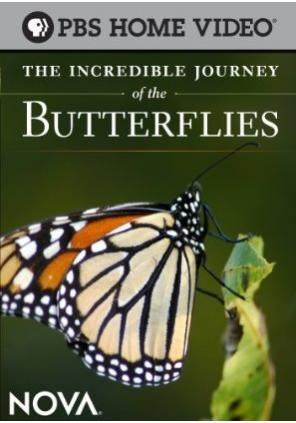 Невероятное путешествие бабочек / The Incredible Journey of the Butterflies (2008) смотреть онлайн бесплатно в отличном качестве