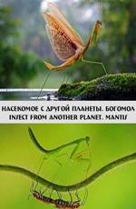 Насекомое с другой планеты. Богомол / Insect from another planet. Mantis (None) смотреть онлайн бесплатно в отличном качестве