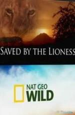 National Geographic: Спасенный львицей / National Geographic: Saved by the lioness (2011) смотреть онлайн бесплатно в отличном качестве