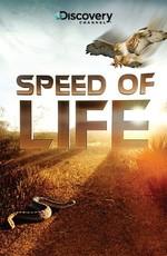 Discovery: Скорость жизни / Speed of Life () смотреть онлайн бесплатно в отличном качестве