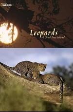 National Geographic: Леопарды дельты Окаванго / National Geographic: Leopards of Dead Tree Island (None) смотреть онлайн бесплатно в отличном качестве