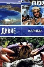 BBC: Дикие Карибы (BBC: Wild Caribbean) 2007 года смотреть онлайн бесплатно в отличном качестве. Постер