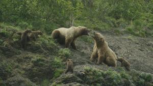 National Geographic: Голливудский медведь-убийца