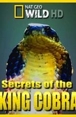 National Geographic: Загадки королевской кобры (Secrets of the King Cobra) 2009 года смотреть онлайн бесплатно в отличном качестве. Постер