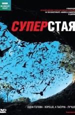 BBC: Живой мир (Мир природы): Суперстая / The Natural World. Superswarms () смотреть онлайн бесплатно в отличном качестве