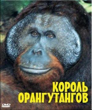 BBC: Живой мир (Мир природы): Король орангутангов / The Natural World. The Orangutan king () смотреть онлайн бесплатно в отличном качестве