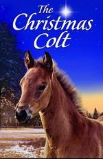 Рождественский жеребенок / The Christmas Colt () смотреть онлайн бесплатно в отличном качестве