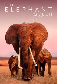 Королева слонов / The Elephant Queen (2019) смотреть онлайн бесплатно в отличном качестве