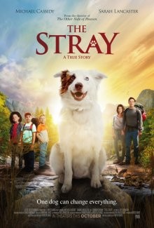 Бродяжка / The Stray (2017) смотреть онлайн бесплатно в отличном качестве